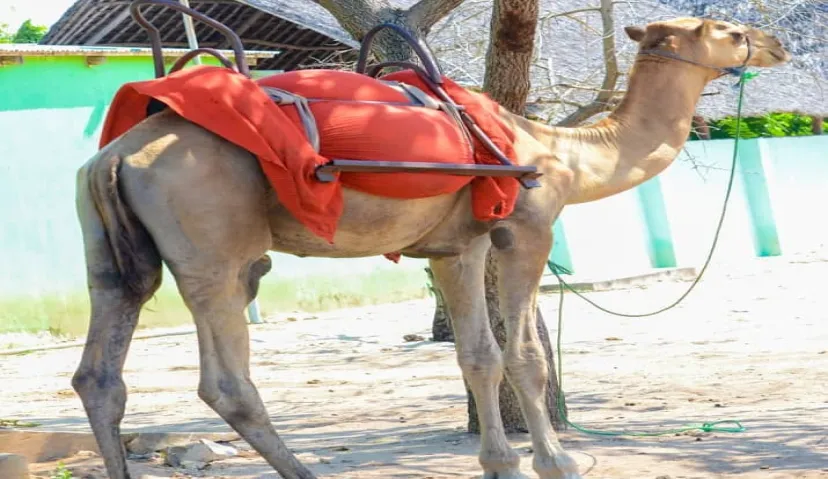 Bagamoyo Tour and House Party - Historical Sites by EpicSafari 1