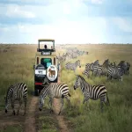 Wildlife and Safari Tours